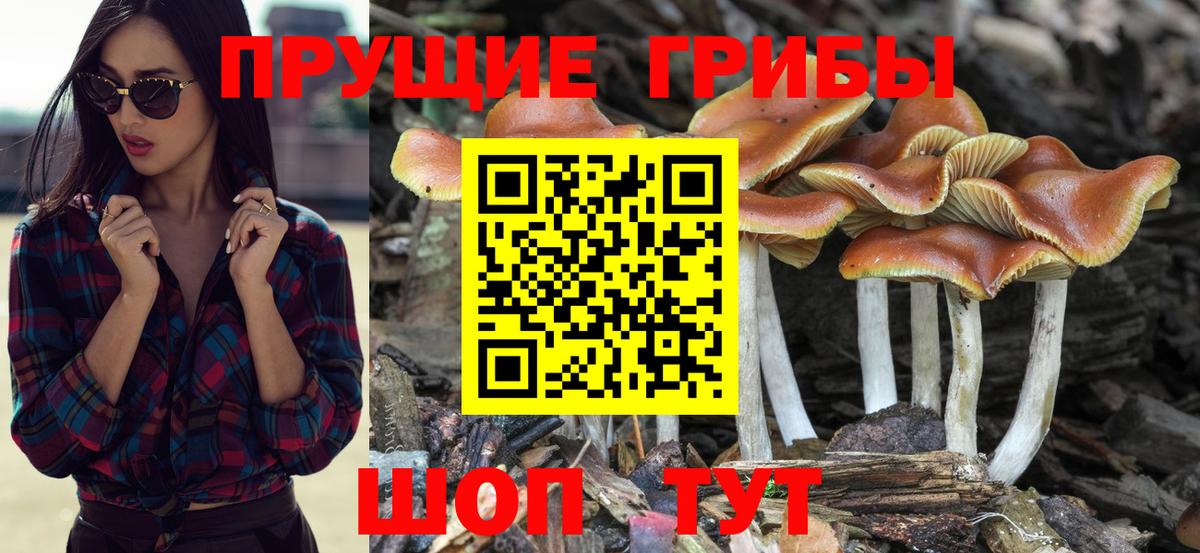 Гусиноозёрск  Псилоцибиновые грибы прущие грибы  Вход с VPN 